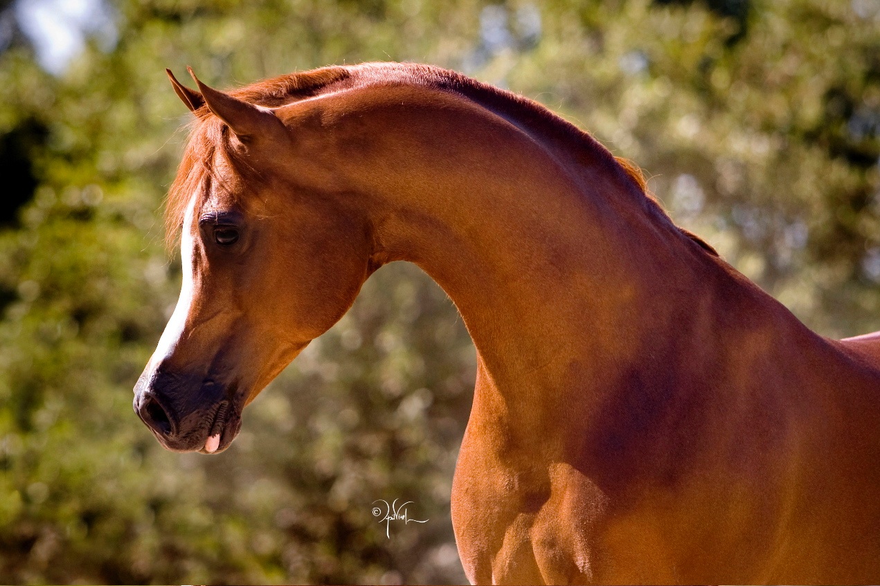 Enzo | Arabian Horse Exchange