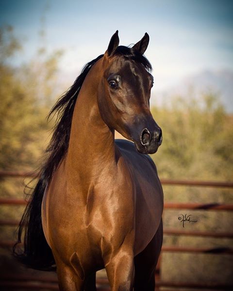 Horses For Sale | Arabian Horse Exchange