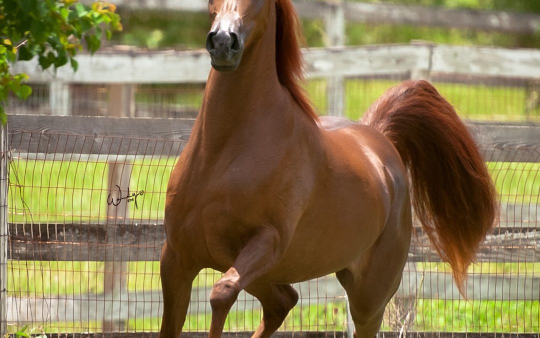 Horses For Sale | Arabian Horse Exchange