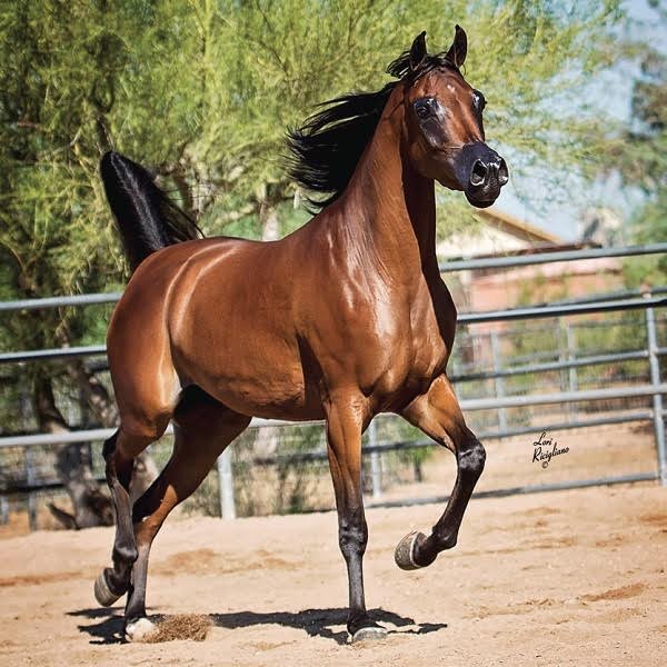 Horses For Sale | Arabian Horse Exchange