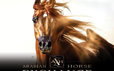 National Horseman Arabian