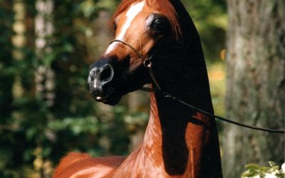 R.O. Lervick Arabians