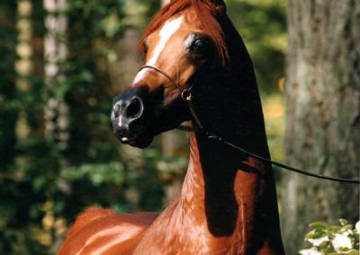 Arabian stallion, Arabian stallion at studZ