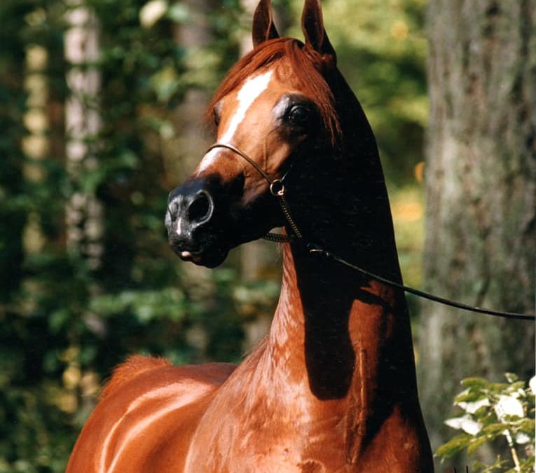 R.O. Lervick Arabians