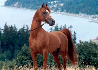 Arabian stallion, Arabian stallion at stud