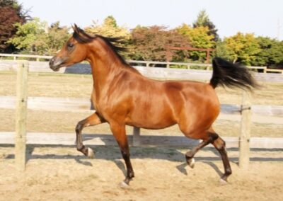 Bay Arabian Mare, Arabian Halter Mare, Arabian Western Horse, Arabian broodmare, Arabian Horse For Sale