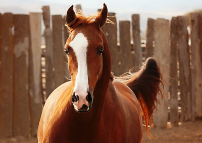Arabian mare for sale, Arabian broodmare, Arabian sporthorse, Arabian country pleasure