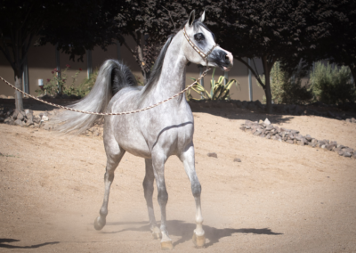 Arabian mare, Arabian mare for sale, Arabian halter mare, Arabian broodmare