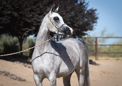 Arabian mare, Arabian mare for sale, Arabian halter mare, Arabian broodmare