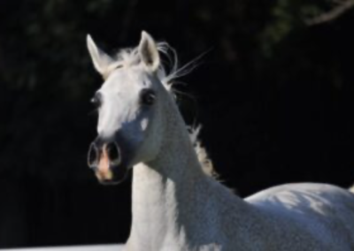 Arabian mare, Arabian Mare for sale, Arabian broodmare