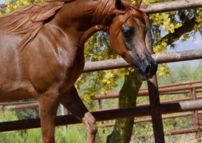 Arabian mare for sale, Arabian mare, Arabian broodmare