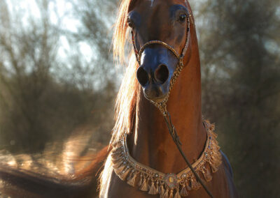 Basilio CS, Arabian Stallion, At Stud