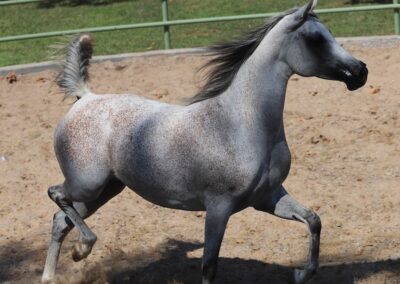 Marriah GA, Arabian mare, Arabian mare for sale, Arabian broodmare