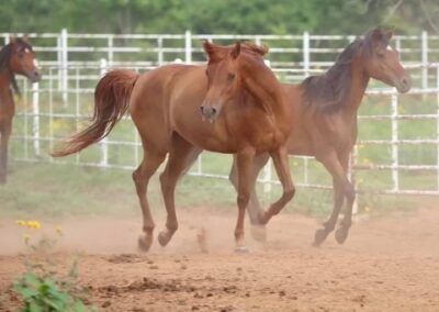 Serenity Thyme SA, Arabian mare, Arabian mare for sale, Arabian broodmare