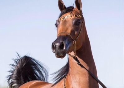 Midori RCF, Arabian mare for sale, Arabian broodmare, Arabian mare