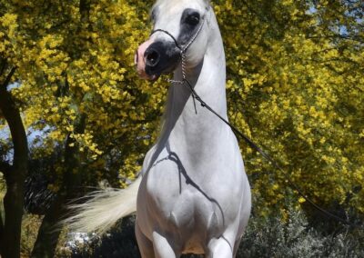 Arabian Stallion, Arabian Stallion for sale