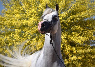Arabian Stallion, Arabian Stallion for sale