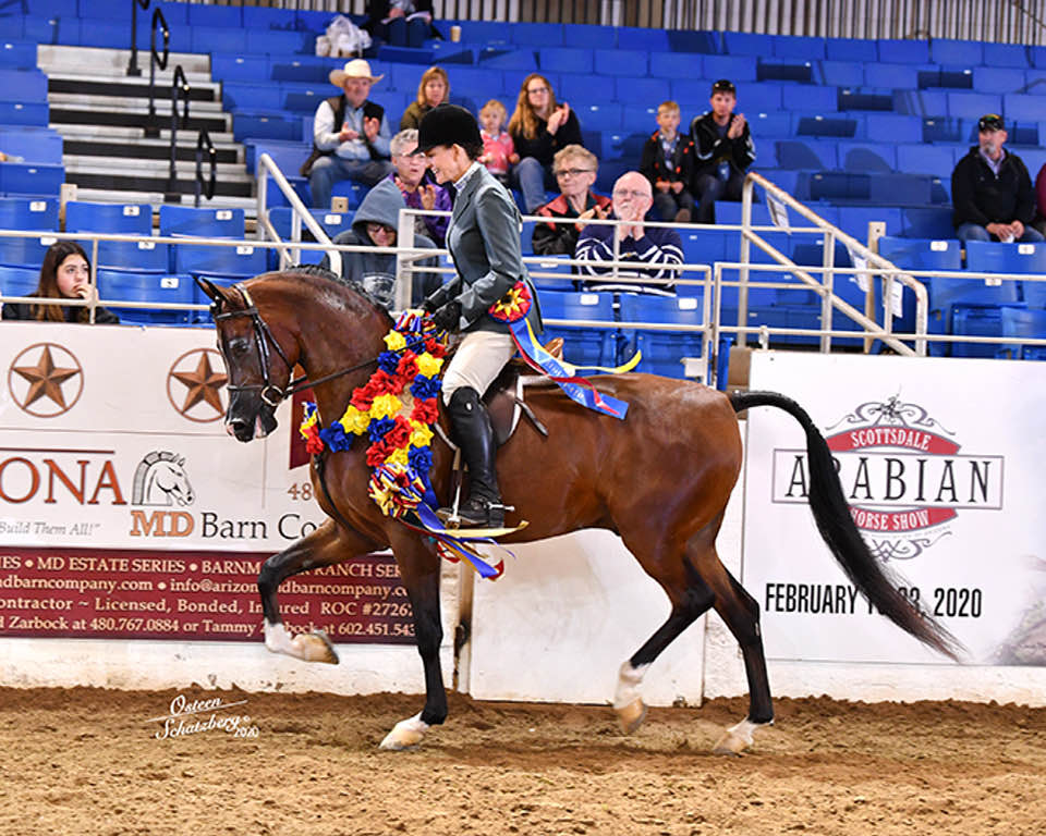 Arabians For Sale - Arabian Horse Exchange