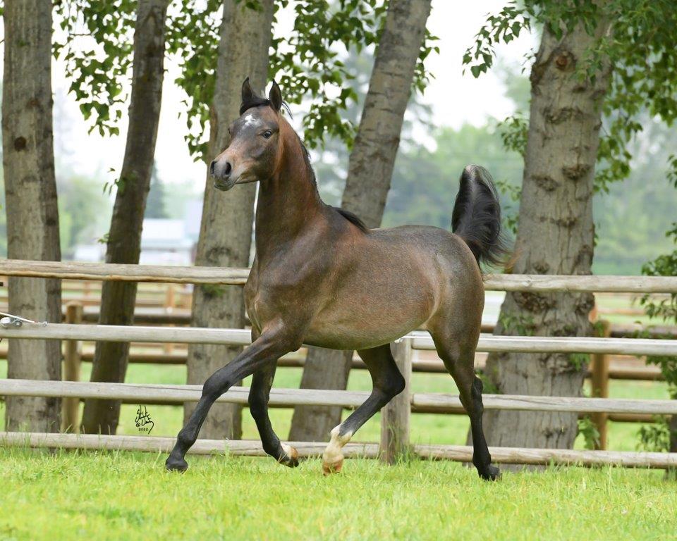 Arabian futurity gelding Archives Arabian Horse Exchange