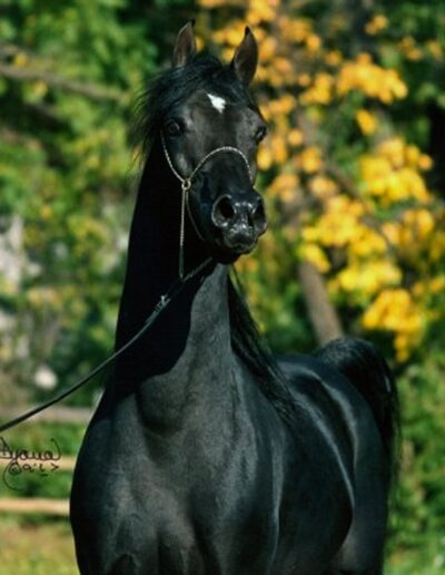 Hu-Moshal, black Arabian horse