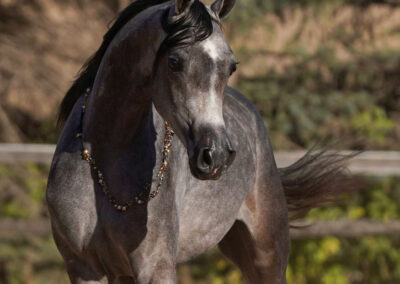 Ccalypso BVA, Arabian filly for sale, Arabian performance prospect