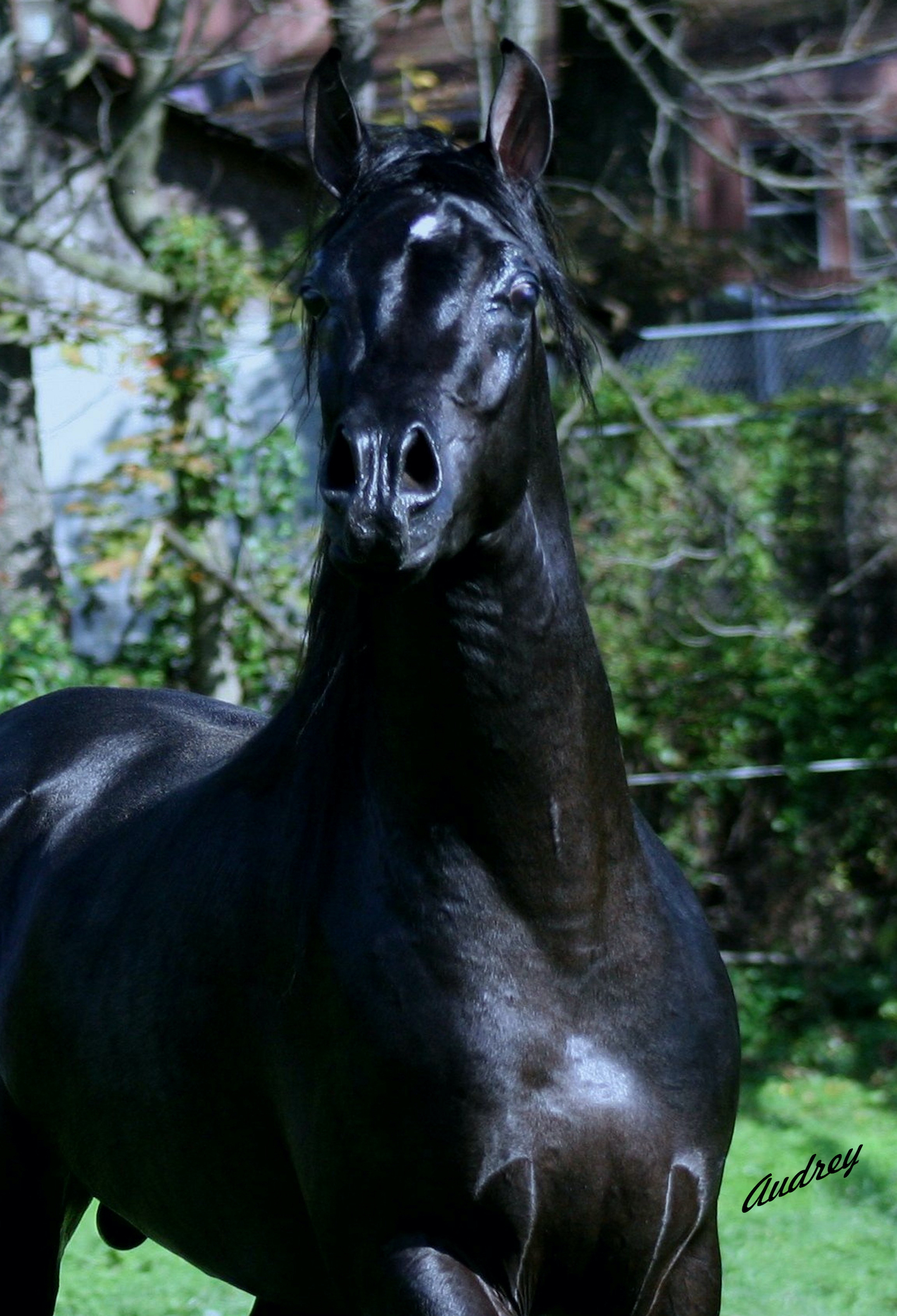 Hu Shameer, Black Arabian stallion