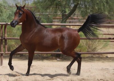 Le Roi Soleil RCF, Arabian stallion, arabian stallion for sale, arabian western pleasure