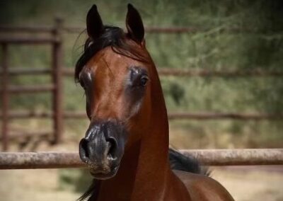 Chynaah RCF, arabian mare, arabian mare for sale, arabian western pleasure