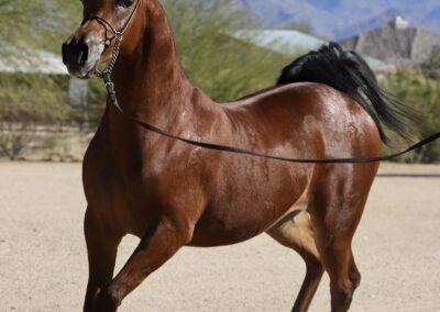 Royal Sonata RCF, Arabian mare, Arabian mare for sale