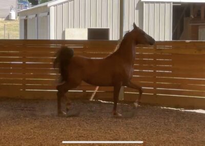 DM Rose Goldd, half-arabian mare for sale, performance prospect, sweepstakes nominated