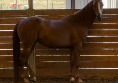 DM Rose Goldd, half-arabian mare for sale, performance prospect, sweepstakes nominated