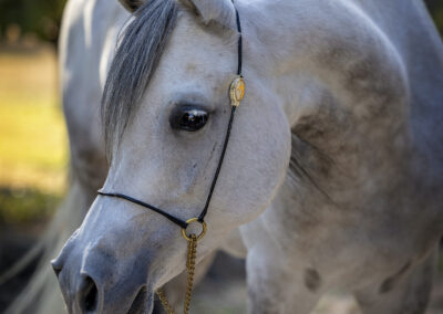 Om El Jaya, Arabian mare, arabian mare for sale, Arabian broodmare