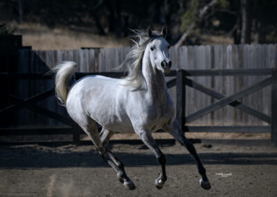 Om El Jaya, Arabian mare, arabian mare for sale, Arabian broodmare