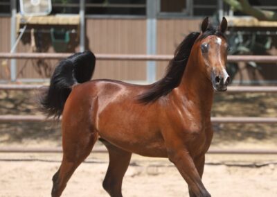 Anakin RCF, Arabian colt, Arabian colt for sale