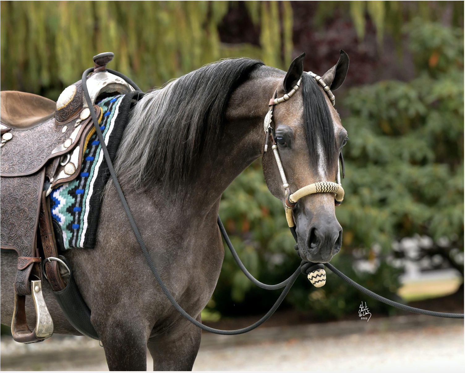 ROL Lasting Memory, Arabian mare, Arabian mare for sale, Arabian Western Pleasure 