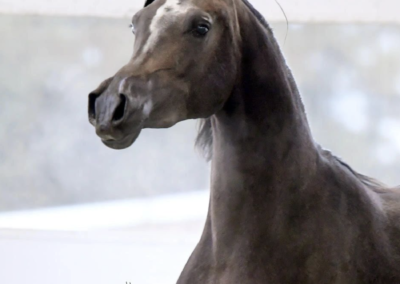 PS Rising Habanero, Arabian filly for sale, Arabian western filly