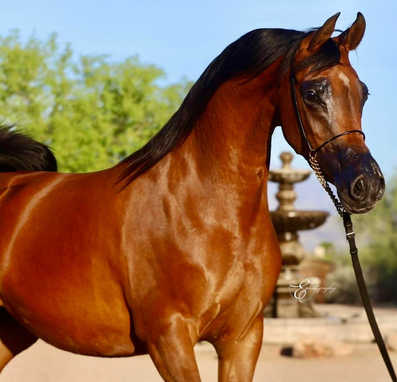 Voila RCF, Arabian mare, Arabian mare for sale, Arabian broodmare