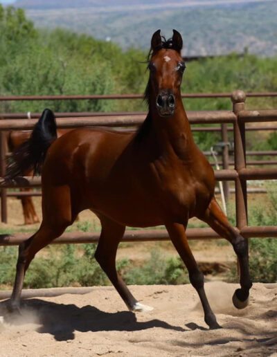 Voila RCF, Arabian mare, Arabian mare for sale, Arabian broodmare