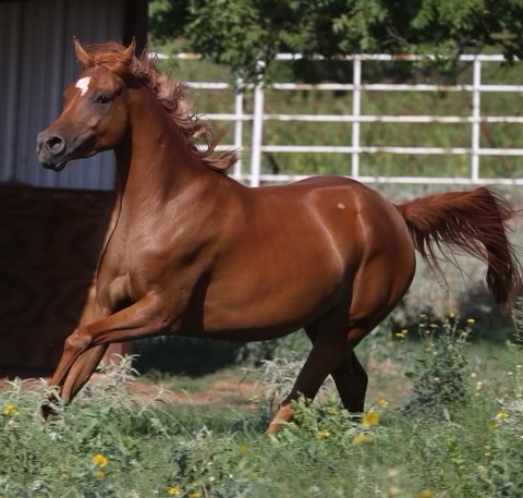 Nectar RCF, Arabian mare for sale, Arabian mare, Arabian broodmare
