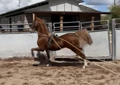 Blueberry Blonde, American Saddlebred mare for sale