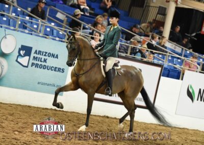 Pretty Little Liar, half-Arabian hunter mare, half-Arabian hunter for sale, half-Arabian