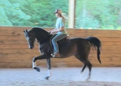 Her Majesty LR, half-arabian mare for sale, half-arabian hunter for sale, half-arabian country pleasure