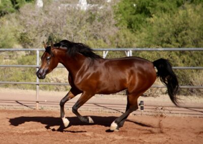 Aria Caroline, Arabian mare for sale, Arabian performance mare, Arabian Halter mare