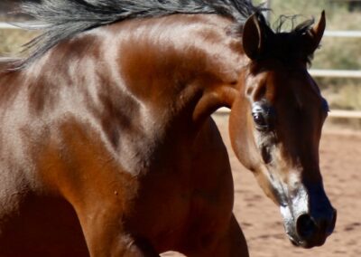 Aria Caroline, Arabian mare for sale, Arabian performance mare, Arabian Halter mare