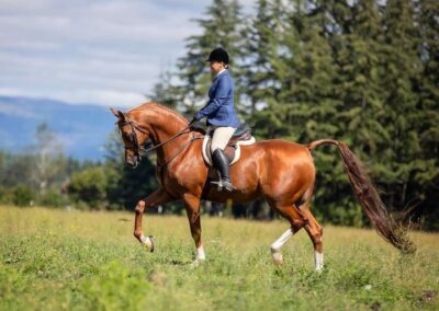 Chicago Gold RH, Arabian hunter gelding, Arabian gelding for sale