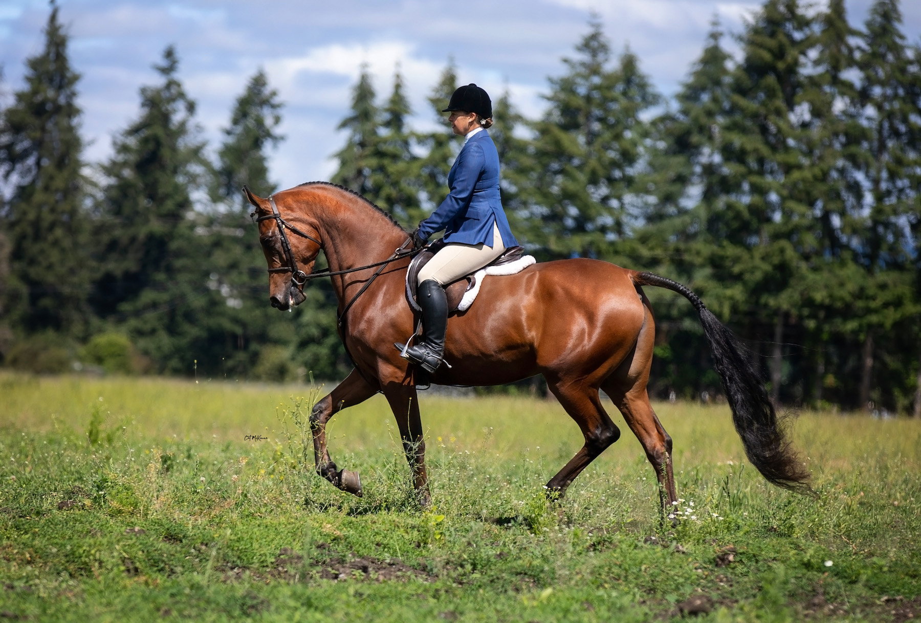 CSH Annabella, half-arabian mare, half-arabian mare for sale, half-arabian hunter, AHPA