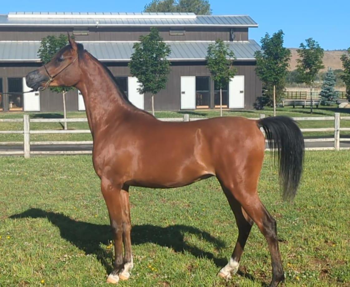 OFW Malaki, Arabian Gelding, Arabian Gelding for sale