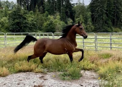 A Rising Star, Arabian mare, Arabian english pleasure, Arabian country english Pleasure