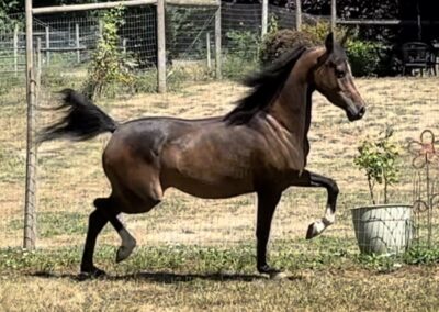 DM Number One Crush, Arabian mare for sale, Arabian English Pleasure, Arabian Broodmare