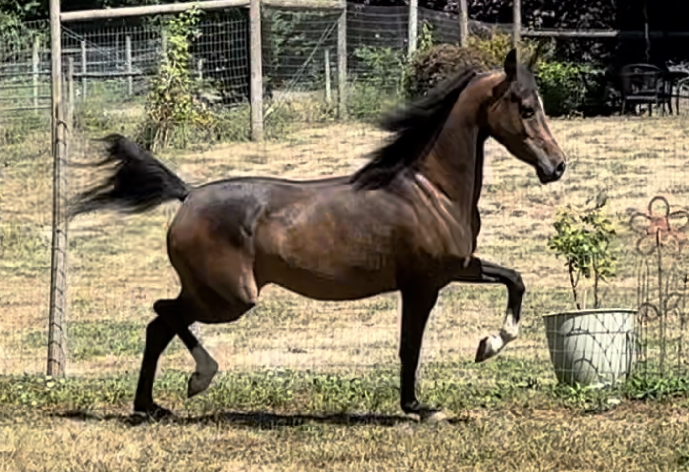 DM Number One Crush, Arabian mare for sale, Arabian English Pleasure, Arabian Broodmare